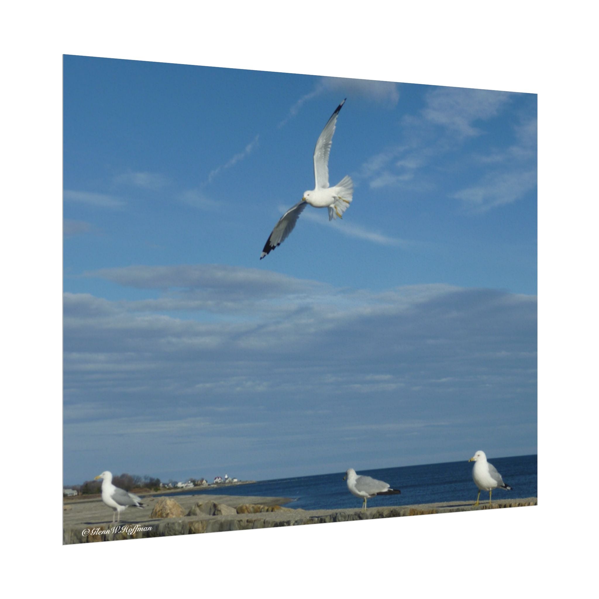 Happy Gulls in Flight - Textured Watercolor Matte Poster/Horizontal