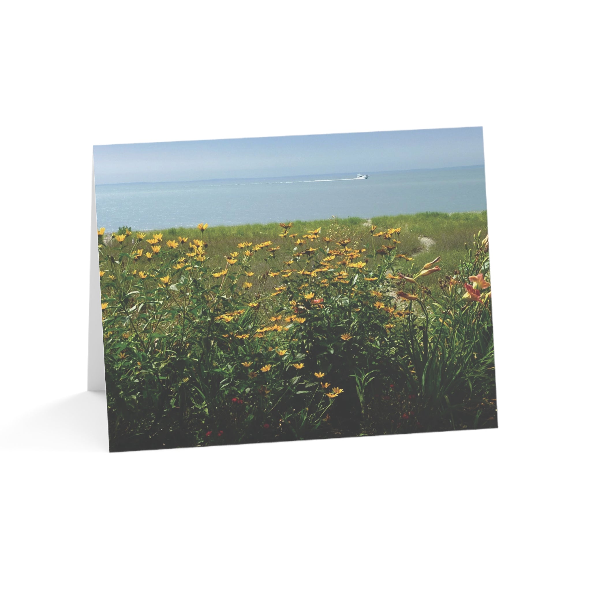 Wildflowers Everywhere - Coastal Bluff Beauty Collection