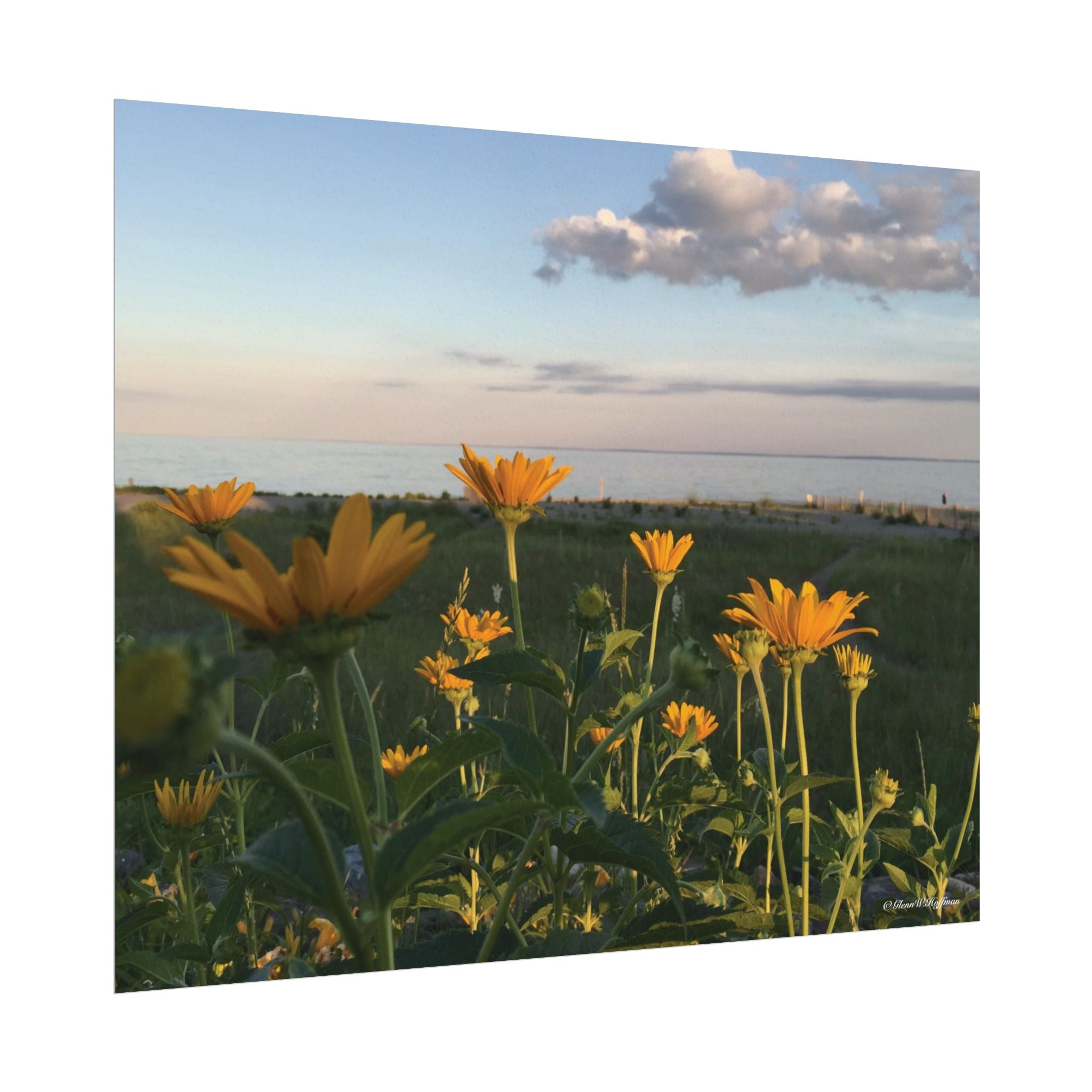 Wild Daisies Adorn The Bluff - Textured Watercolor Matte Poster/Horizontal