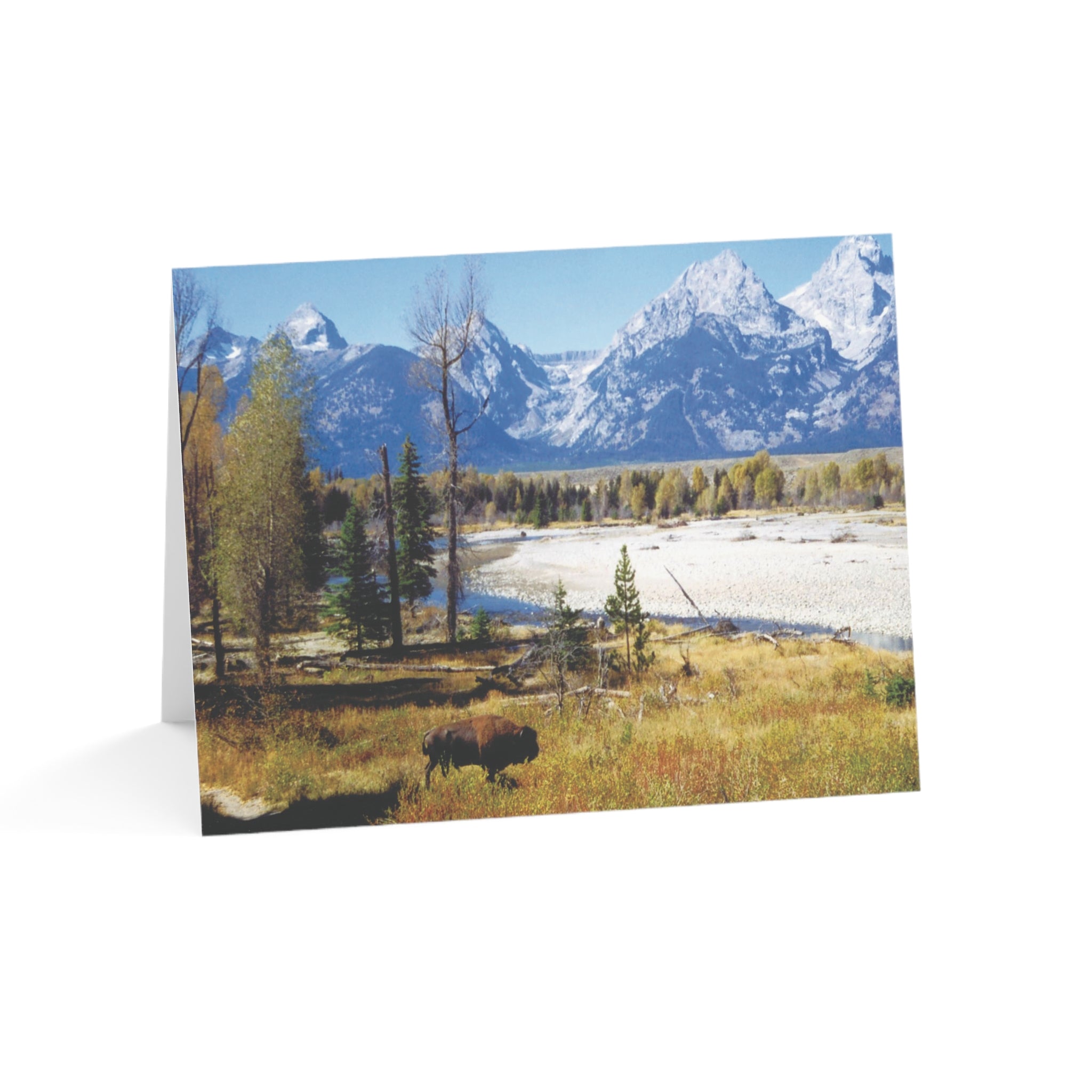 Where the Buffaloes Also Roam – Jackson Hole Magic Collection