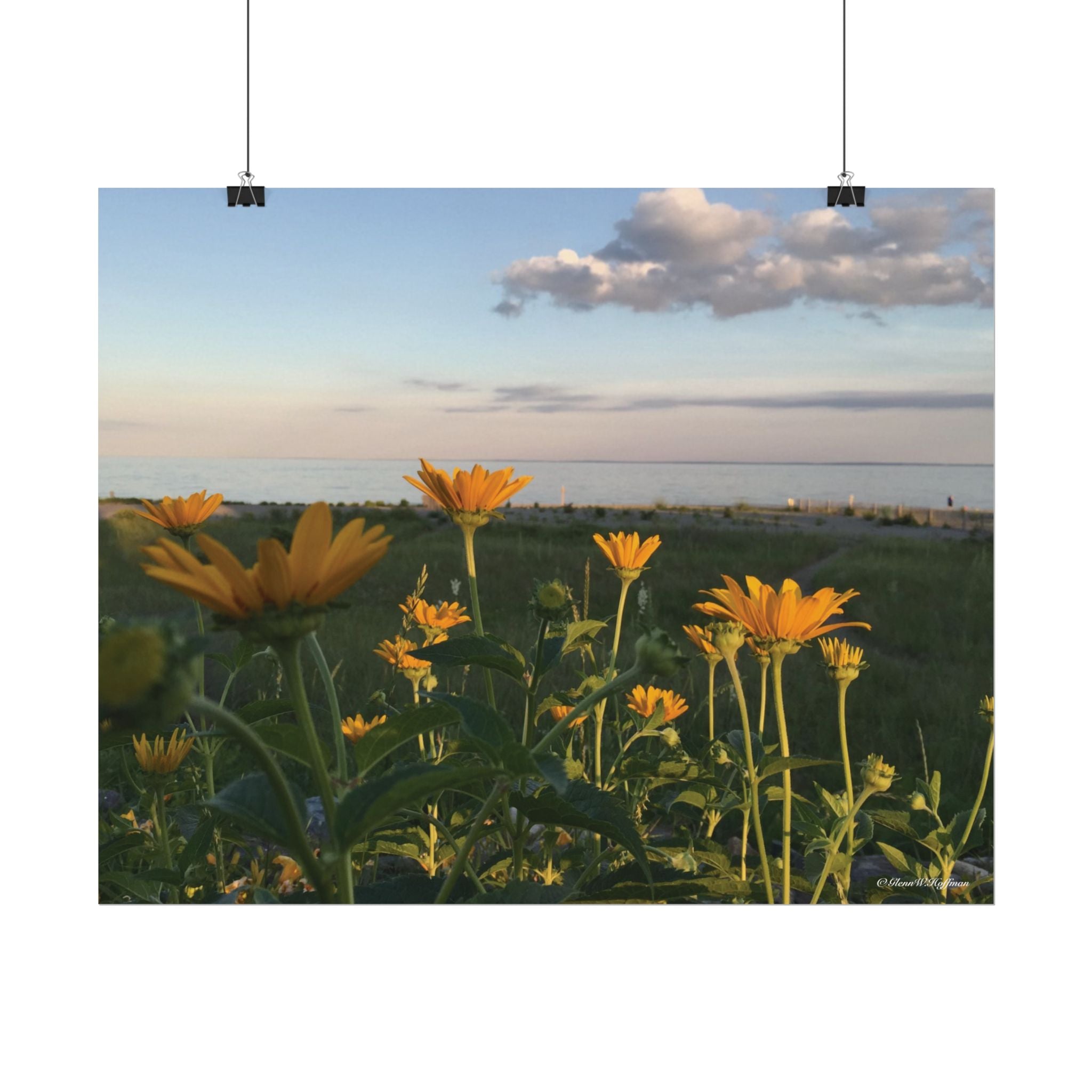 Wild Daisies Adorn The Bluff  - Textured Watercolor Matte Poster/Horizontal