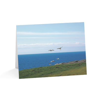 Happy Celtic Gulls – The Joy of Ireland Collection