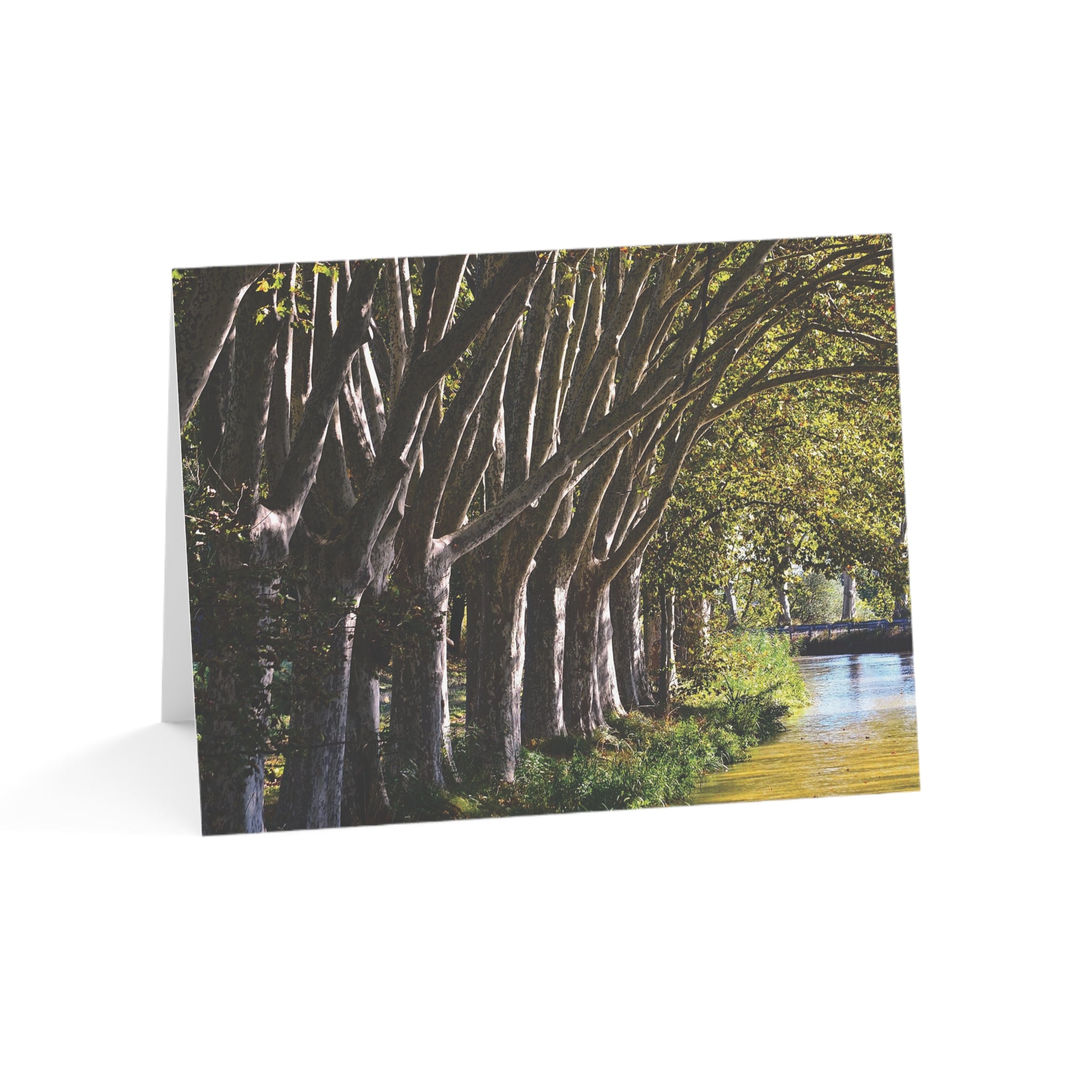 Stately Canal-Side Trees in France – Canals of Europe Collection